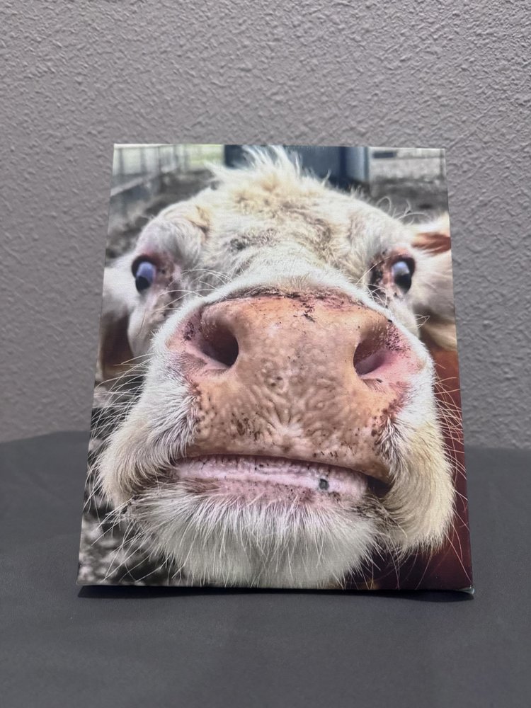 Cow Canvas Art